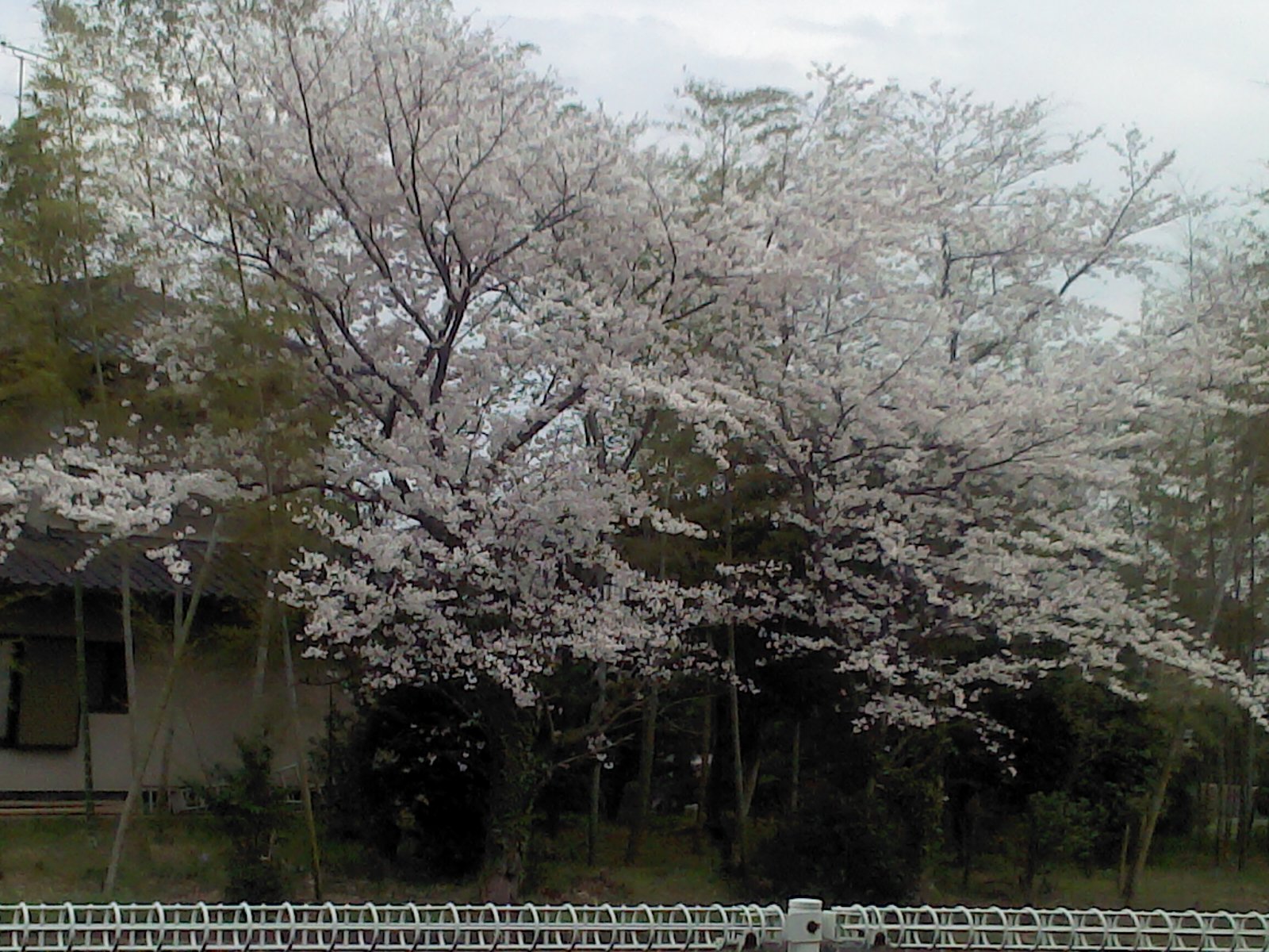 桜
