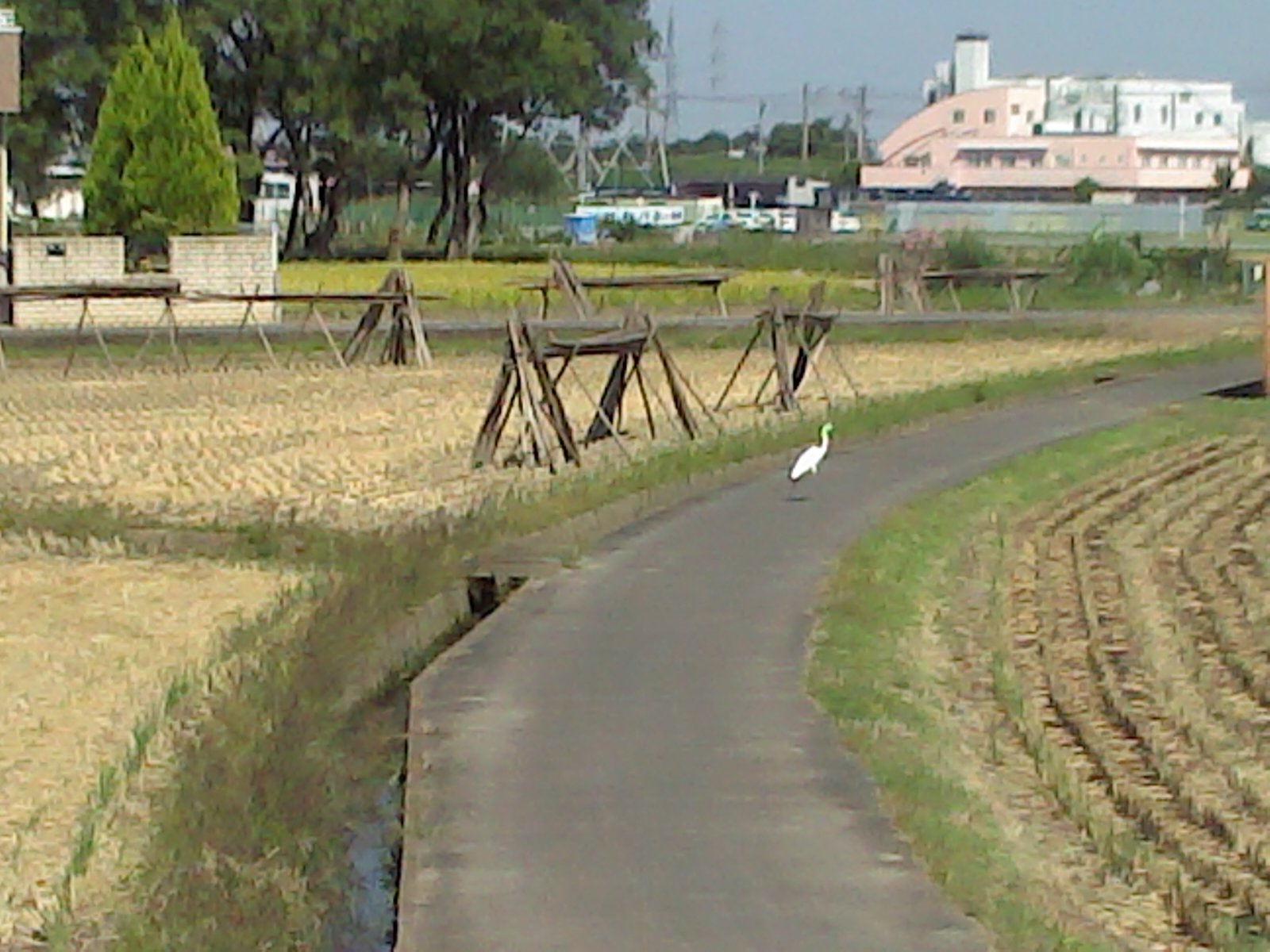 白鷺